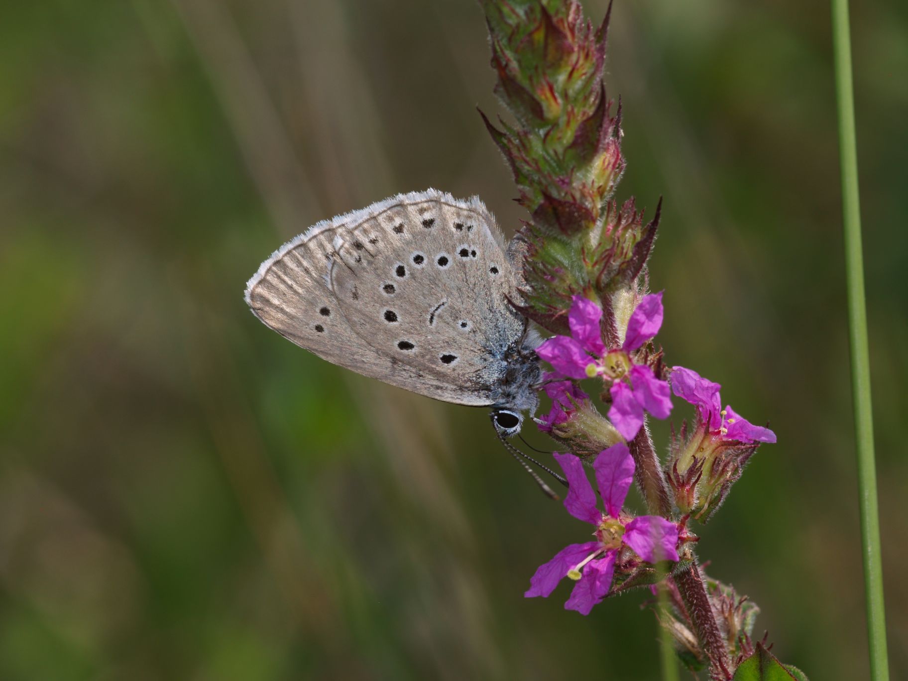 Maculinea spp.